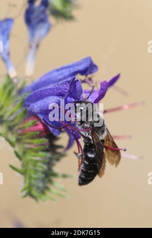 Testa di Adder, testa di Adder, vulgare di Echium, testa di Adder comune, adunca di Osmia, apite adunca, ape selvatica, femmina della testa di Adder ape mason sulla testa di Adder Foto Stock