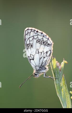 Bianco marmorizzato occidentale, farfalla, Melanargia galatea, prato fiorito Foto Stock