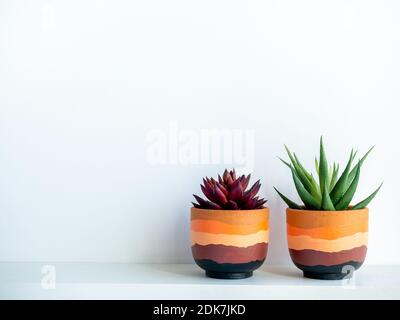 Piante succulente verdi e rosse in terracotta moderna dipinta su ripiano in legno bianco isolato su sfondo bianco con spazio copia. Foto Stock