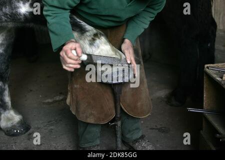 Fabbro con cavallo Percheron, zoccolo di raschiatura Foto Stock