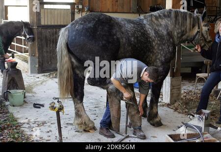 Fabbro e Percheron, raschiando Hoof Foto Stock