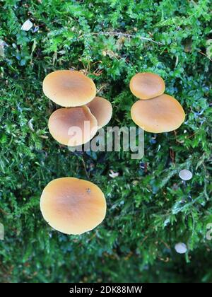 Galerina marginata, noto come campana funebre, letale zucchetto o mortale Galerina, letale fungo velenoso dalla Finlandia Foto Stock