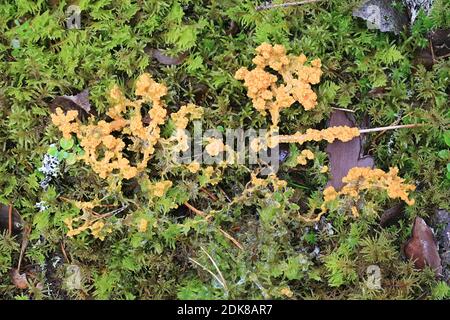 Albicocca slime stampo, Fuligo muscorum Foto Stock