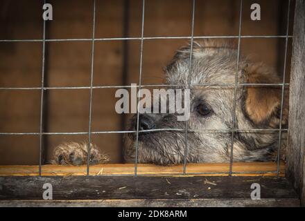 Un giovane cane mongrel in un ricovero di cani dietro a. recinzione in attesa di una nuova casa su uno sfondo di legno Foto Stock