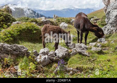 Asini che pascolano sul prato di montagna Foto Stock