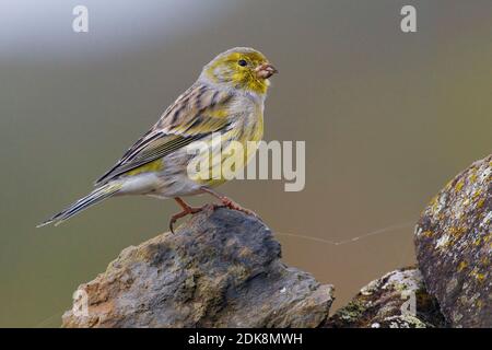 Mannetje Kanarie; maschio Canarie Atlantico Foto Stock