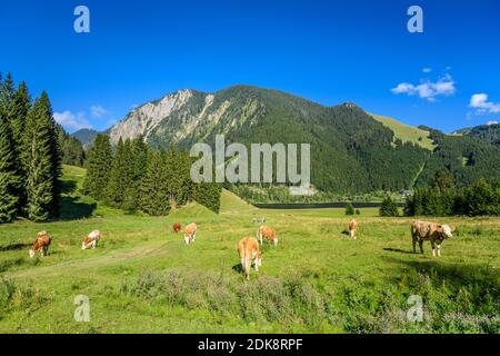 Germania, Baviera, alta Baviera, Oberland, Markt Schliersee, distretto Spitzingsee, prato alpino con Spitzingsee verso Jägerkamp Foto Stock