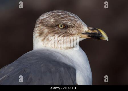 Atlantische geelpootmeeuw, atlantico giallo-Gabbiano zampe Foto Stock