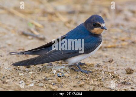 Boerenzwaluw zittend op grond; Barn Swallow appollaiato sulla terra Foto Stock