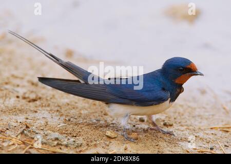 Boerenzwaluw zittend op grond; Barn Swallow appollaiato sulla terra Foto Stock