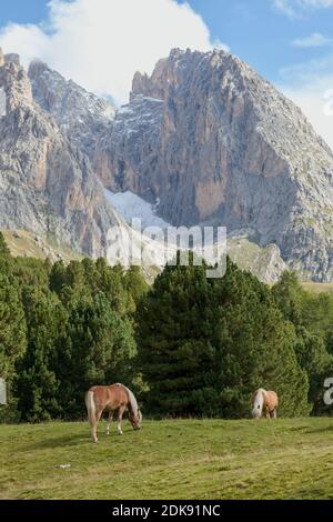 Cavalli che pascolano sul prato di montagna Foto Stock