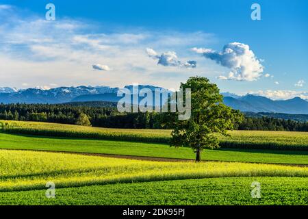 Germany, Bavaria, Upper Bavaria, Tölzer Land, Egling, Attenham district, cultural landscape against the foothills of the Alps Stock Photo