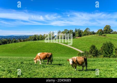 Germania, Baviera, alta Baviera, Tölzer Land, Dietramszell, distretto Peretshofen, Peretshofer Höhe, pascolo del bestiame Foto Stock