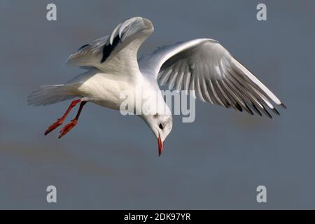 Volwassen Kokmeeuw in winterkleed in de vlucht; inverno per adulti a testa nera gabbiano in volo Foto Stock