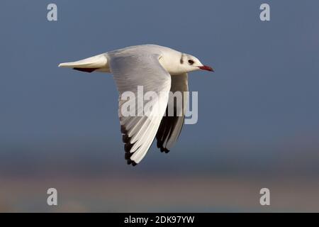 Volwassen Kokmeeuw in winterkleed in de vlucht; inverno per adulti a testa nera gabbiano in volo Foto Stock