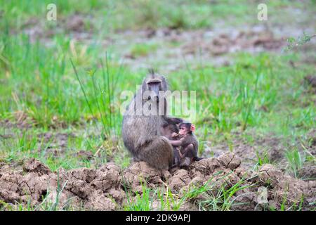 Chacma Baboon (Papio ursinus) female with baby, infant. Stock Photo