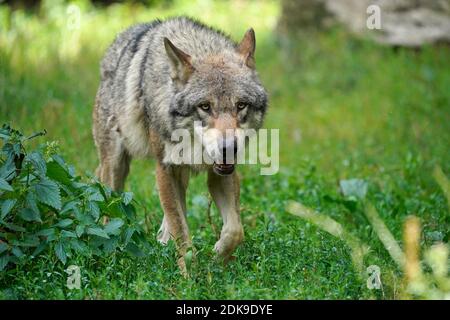 Lupo europeo (Canis lupus), Foto Stock