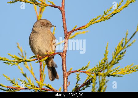 Dunnock, Christmas Dunnock, UK Garden, dicembre 2020 Foto Stock