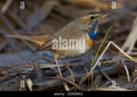 Blauwborst ziitend; Pettazzurro, Luscinia svecica Foto Stock