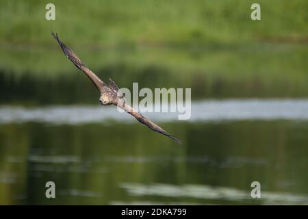 Un giovane Brahminy Kite (Haliastur indus), in volo e volando testa su un percorso a bassa altitudine. Foto Stock