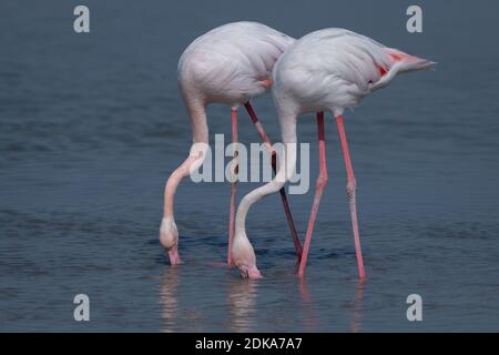 Una bella coppia di fenicotteri più grandi (fenicottero roseo), che si nutrono nelle acque poco profonde del santuario faunistico di Ras al Khor a Dubai, Emirati Arabi Uniti. Foto Stock