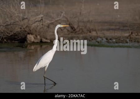 Un bell'Egret Grande solone (Ardea alba), conosciuto anche come l'Egret comune, l'Egret Grande, l'Egret Bianco Grande o l'Erone Bianco Grande, come visto nel poco profondo Foto Stock