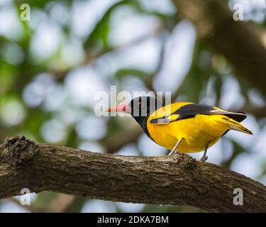 Una bella e colorata Oriole con cappuccio nero (Oriolus xanthornus), arroccata su un ramo di albero. Foto Stock