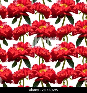 Motivo floreale senza cuciture colorato con collage di fiori di pony rosso sfondo bianco Foto Stock