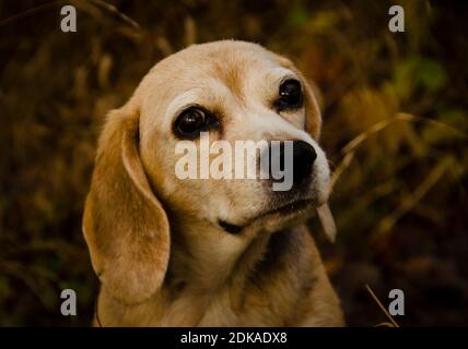 Bel ritratto di una vecchia beagle nella foresta in inverno, aspetto molto gentile Foto Stock