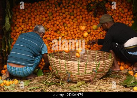 Guwahati, Assam, India. 14 dicembre 2020. Labors ordinare le arance di frutta di stagione da un camion che è portato dal vicino stato Arunachal Pradesh a Fancy Bazar a Guwahati Assam India il martedì 15 dicembre 2020 Credit: Dasarath Deka/ZUMA Wire/Alamy Live News Foto Stock