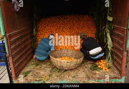 Guwahati, Assam, India. 14 dicembre 2020. Labors ordinare le arance di frutta di stagione da un camion che ha portato dal vicino stato Arunachal Pradesh a Fancy Bazar a Guwahati Assam India il martedì 15 dicembre 2020 Credit: Dasarath Deka/ZUMA Wire/Alamy Live News Foto Stock