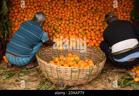 Guwahati, Assam, India. 14 dicembre 2020. Labors ordinare le arance di frutta di stagione da un camion che è portato dal vicino stato Arunachal Pradesh a Fancy Bazar a Guwahati Assam India il martedì 15 dicembre 2020 Credit: Dasarath Deka/ZUMA Wire/Alamy Live News Foto Stock