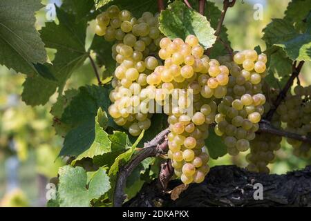 Grapes with berries of a white grape variety, Maurer Weinberge, Vienna, Austria Stock Photo