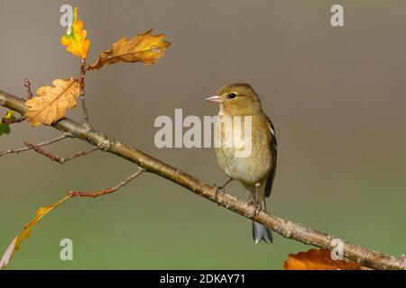 Vrouwtje Vink op een tak; femmina fringuello comune appollaiato su un ramo Foto Stock