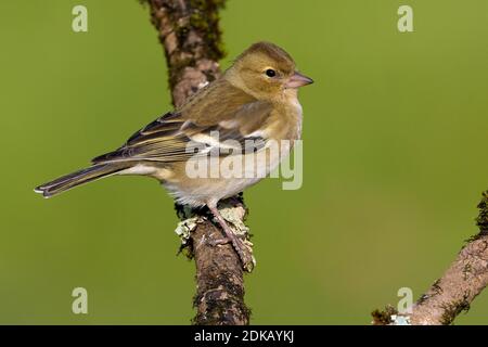 Vrouwtje Vink op een tak; femmina fringuello comune appollaiato su un ramo Foto Stock