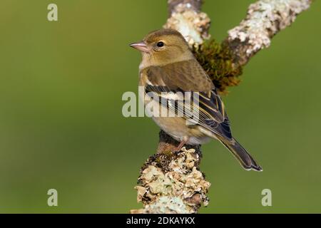 Vrouwtje Vink op een tak; femmina fringuello comune appollaiato su un ramo Foto Stock