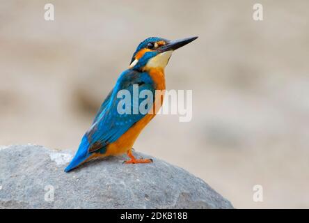 IJsvogel; Kingfisher; Alcedo atthis Foto Stock