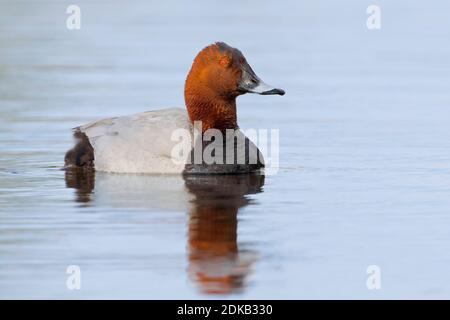 Mannetje Tafeleend in acqua; Comune Pochard maschio in acqua Foto Stock