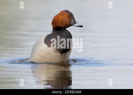 Mannetje Tafeleend in acqua; Comune Pochard maschio in acqua Foto Stock