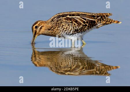 Watersnip foeragerend in acqua; Beccaccino rovistando in acqua Foto Stock