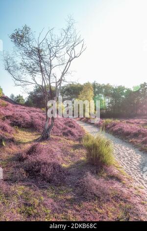 Percorso sabbioso attraverso le brughiere del Parco Nazionale di Veluwe Durante il tramonto nei Paesi Bassi Foto Stock