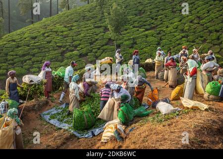Donne indiane che pickers del tè alle piantagioni di tè di Munnar in Kerala, India. Foto Stock