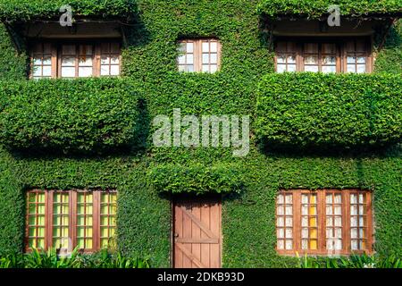 Casa di campagna con la facciata coperta di piante d'edera Foto Stock