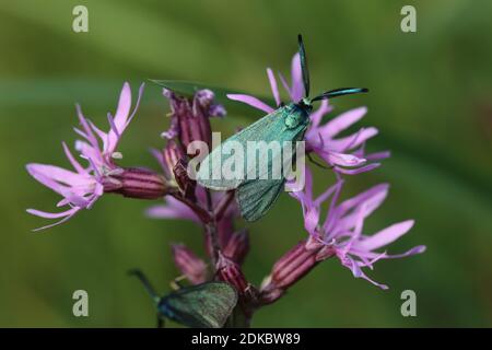 Ancorare l'ariete verde (statici Adscita) sulla garofana leggera del cucù (Silene flos-cucuculi) Foto Stock