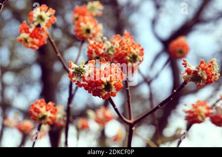 Edgeworthia Crisantha 'drago rosso' carta cespuglio in fiore Foto Stock