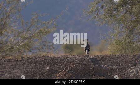 Roadrunner gira la testa alla luce del sole del mattino su una banchinata di sabbia a. Santa Cruz Appartamenti in Arizona Foto Stock