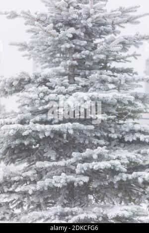 Neve che giace sui rami di un albero di Natale Foto Stock