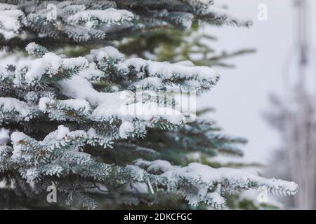 Neve che giace sui rami di un albero di Natale Foto Stock