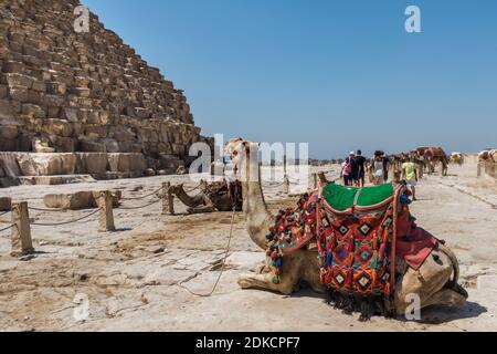 Un cammello in attesa di turisti nel complesso piramidale di Giza, un sito archeologico sull'altopiano di Giza, alla periferia del Cairo, Egitto. Foto Stock