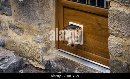 Il cane curioso guarda attraverso una porta di gatto in Lagrasse in estate. Più beaux Villages de France. Foto Stock